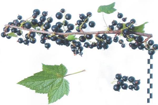 Black currant Arapka