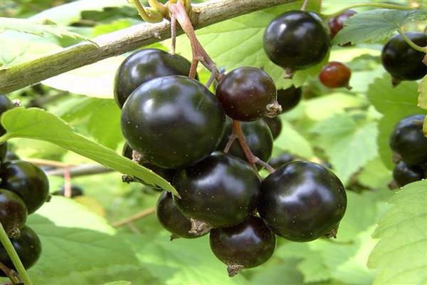 Black currant Biryulevskaya photo