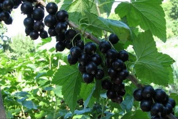 Black currant Detskoselskaya photo