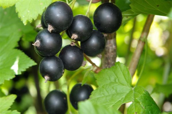 Black currant Gorkhon photo