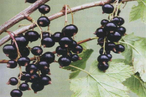 Black currant Karachinskaya photo