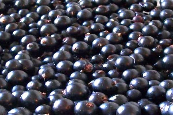 Cassis Carmelita photo