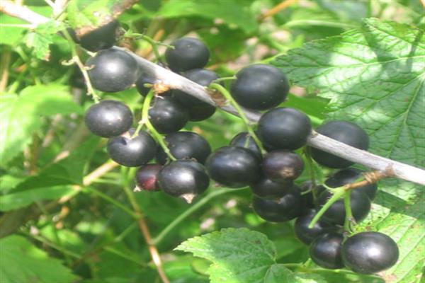 Blackcurrant Favorite Bakchar photo