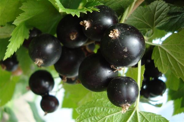 Black currant Mulatto photo