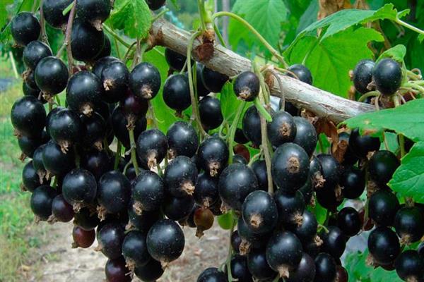 Blackcurrant Memory Michurin photo