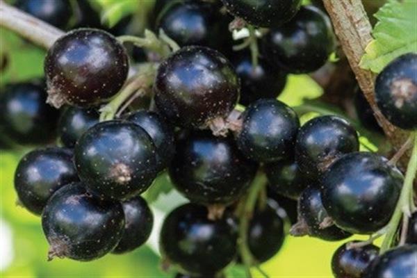 Photo de cassis à la mémoire de Potapenko