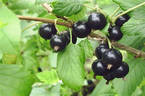 Black currant Ilya's gift photo