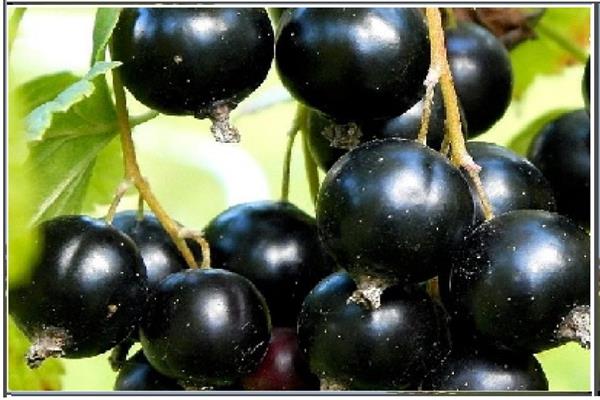 Cadeau de cassis pour la photo d'octobre