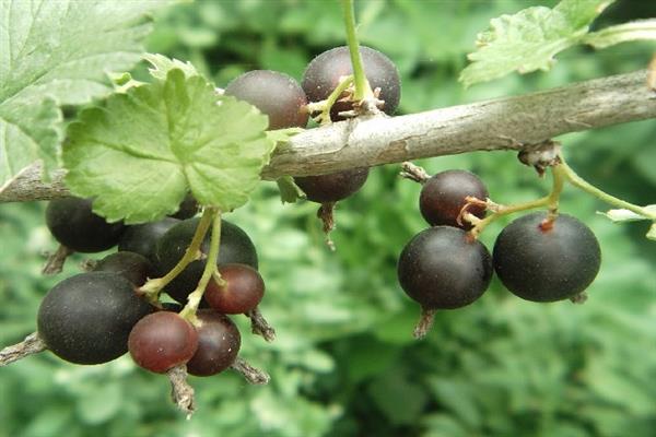 Black currant Light-leaved photo