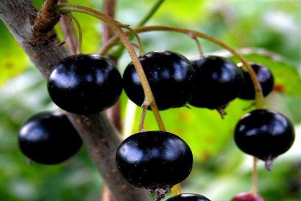 Black currant Veloy photo