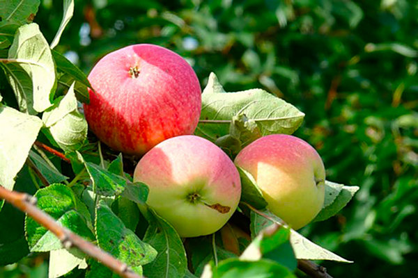 Description du pommier Melba