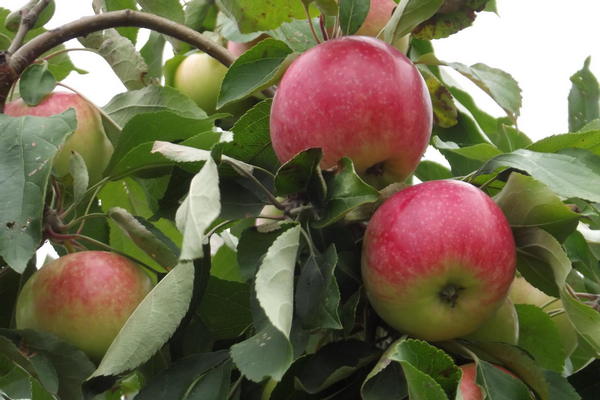 Description du pommier Melba