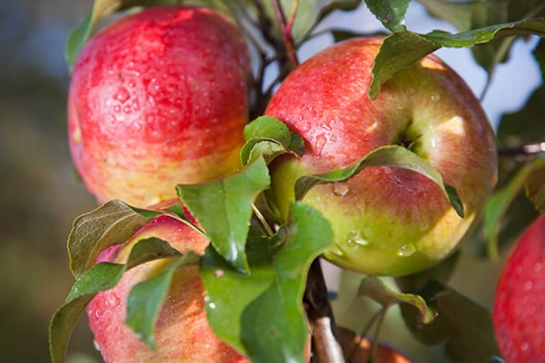 Description du pommier Melba