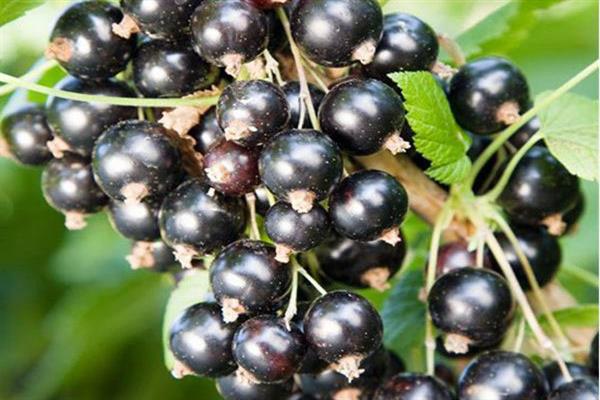 Black currant Miass black photo
