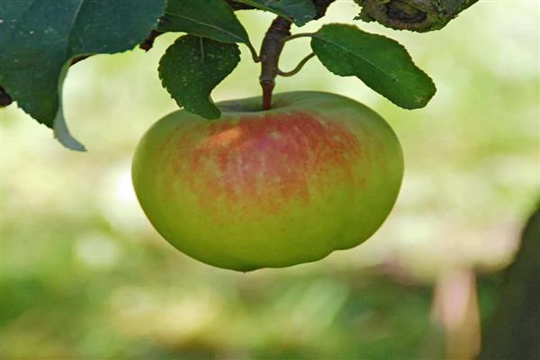 Pommier Boyken photo
