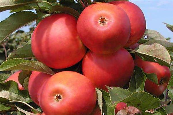 Apple tree Daren photo