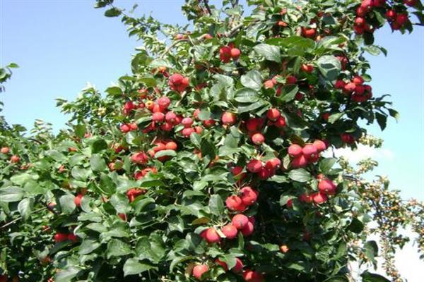 Apple tree Gornoaltaiskaya photo