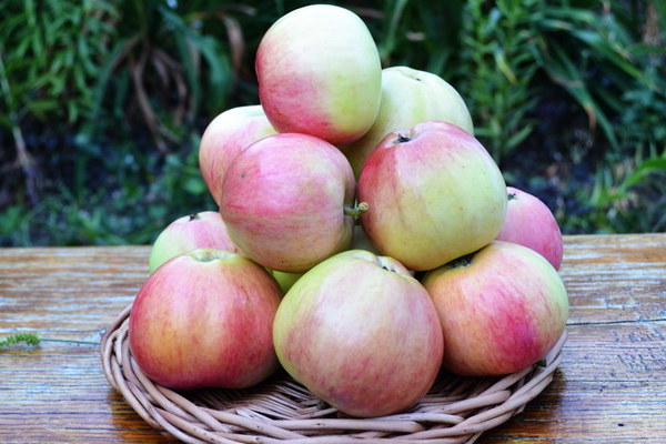 Apple-tree July Chernenko description