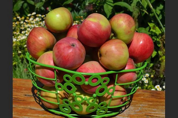 Apple-tree July Chernenko description