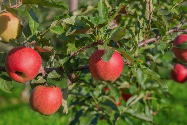 Apple-tree July Chernenko description