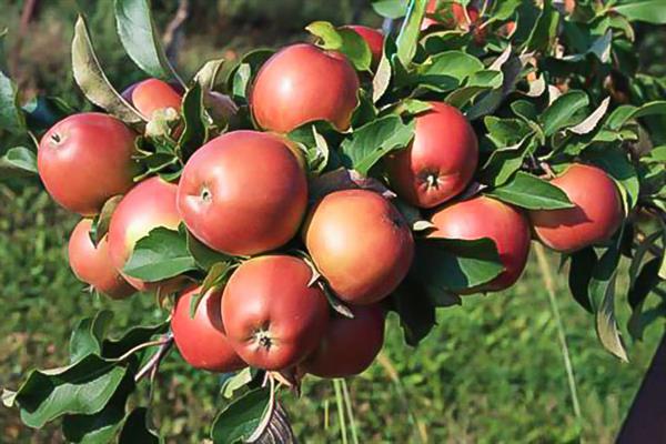 Apple tree Kazachka Kuban photo