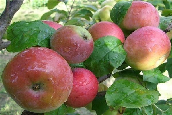 Apple-tree Nastenka photo