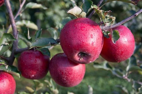 Apple tree in memory of Ulyanishchev photo