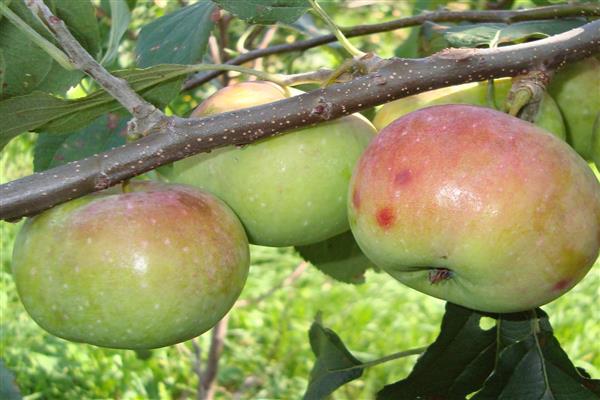 Apfelbaum Primorskoje Foto