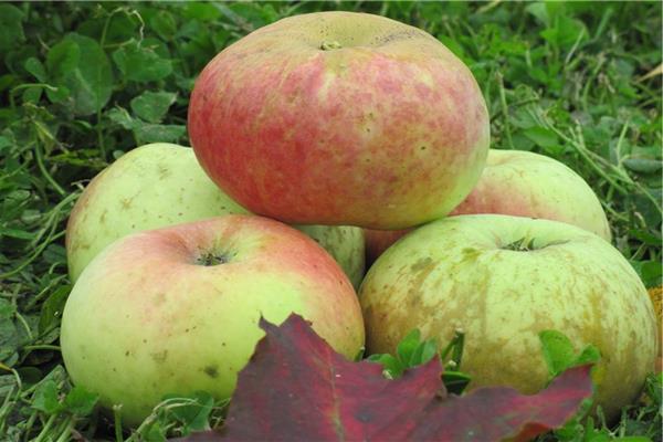 Apple tree Renet Kichunova photo