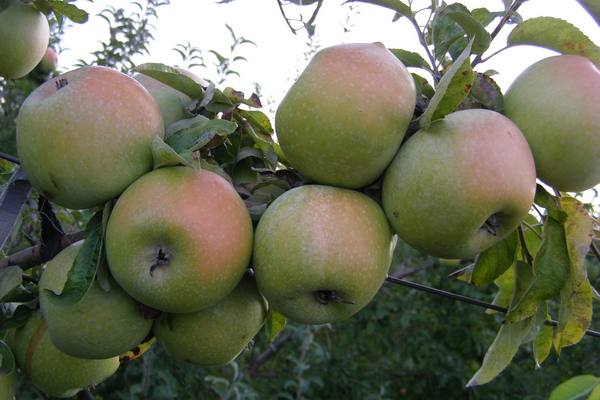 Pommier Renet Simirenko