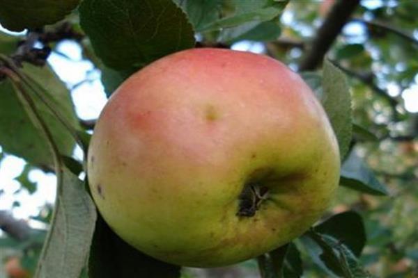 Apple tree Renet painted photo