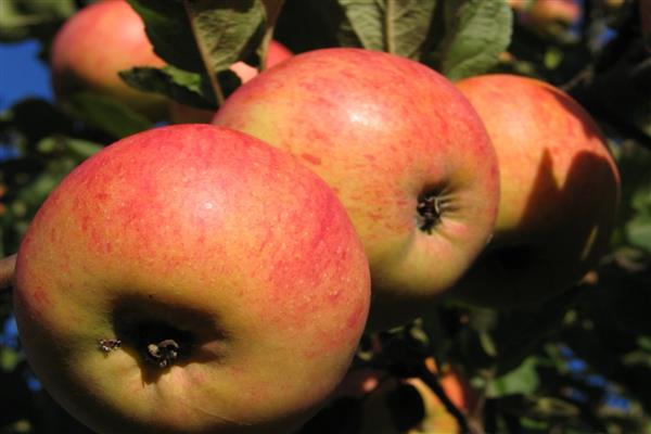 Pommier Streyfling photo