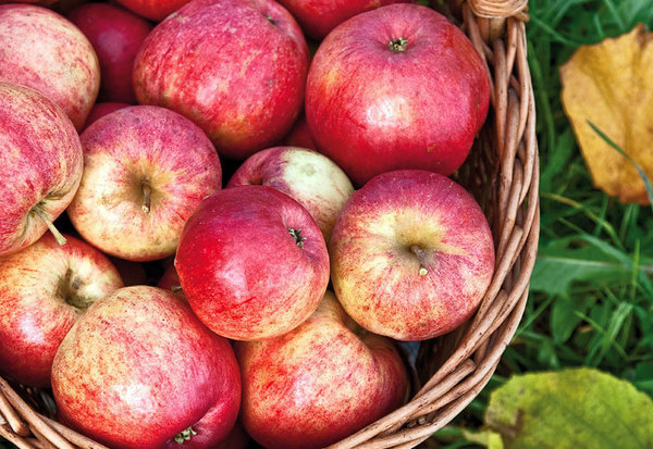 Apple tree Strifel description