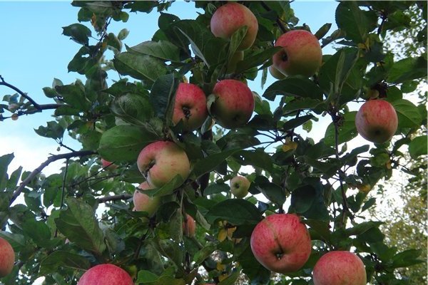 Apple tree Strifel description
