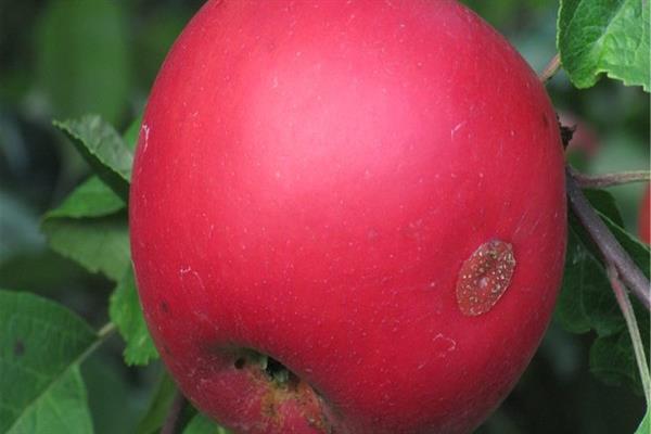 Photo de sécurité au pommier