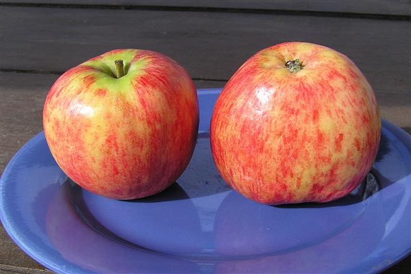 Apple tree Seedling Titovki photo