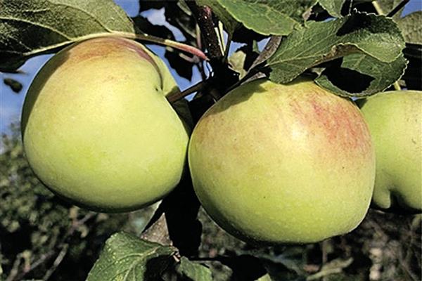 Apple tree Sinap Orlovsky photo