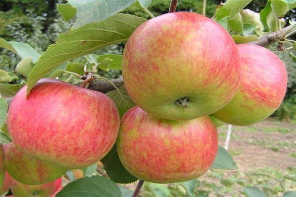 Pommier Démarrer la photo