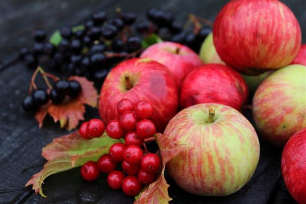 Apple tree Terentyevka photo