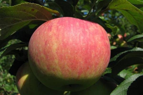 Apple tree Volga beauty photo