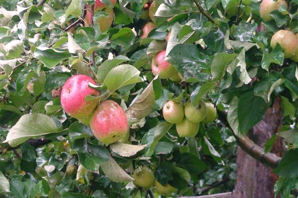 Pommier Apple photo enregistrée