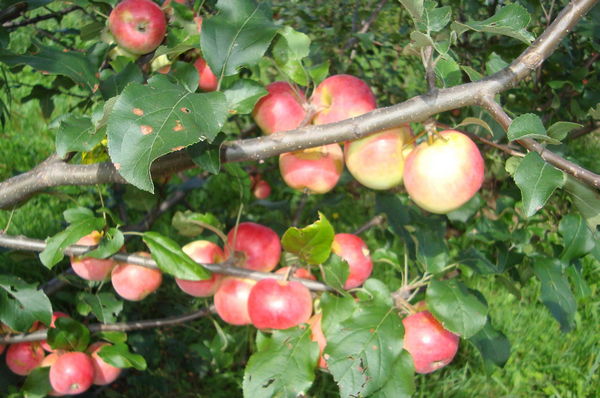 Apple tree Anise description