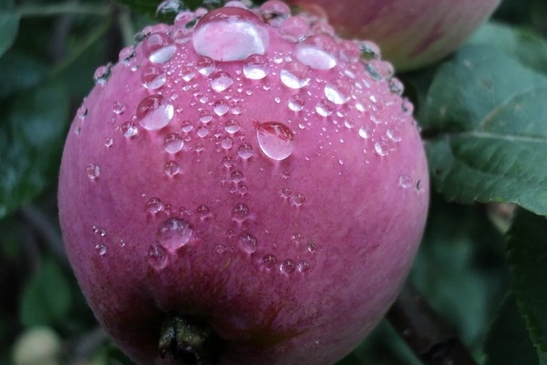 Apple tree Anise description