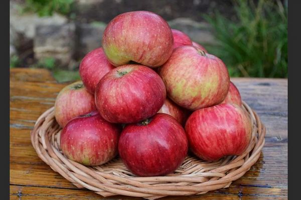 Apple tree Anise description