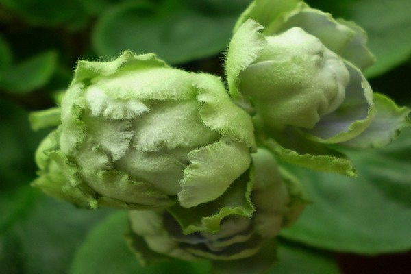 variétés de violettes vertes