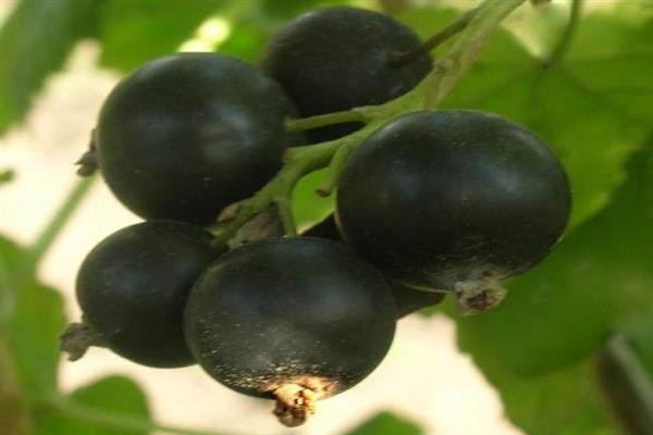 Black currant Dubrovskaya photo