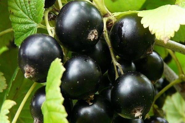 Black currant Kipiana photo