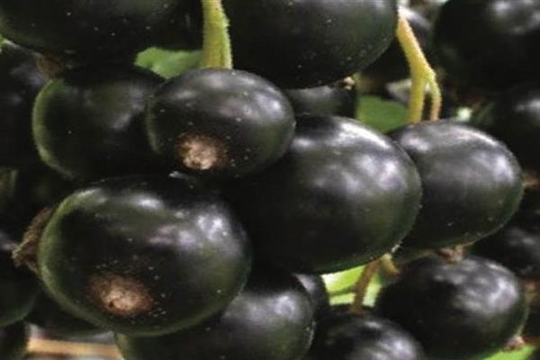 Foto doce de groselha negra de Leninegrado