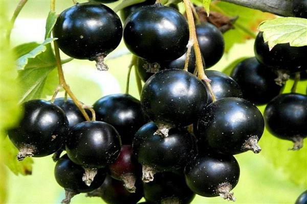 Black currant Minusinsk steppe photo