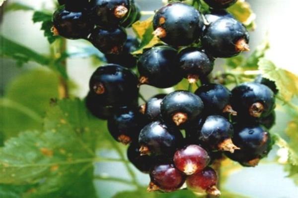 Black currant Dar Smolyaninova photo